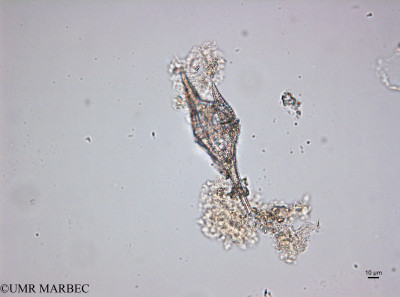 phyto/Brazilian_Amazon_coast/Amazomix_station_22/AMAZOMIX September 2021/Tripos eugrammus (St22_120922_tripos_furca220912_001_ovl-1)(copy)_thumb.jpg